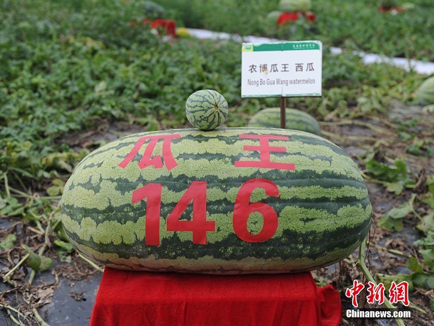 Here we go！羅馬諾：狼隊隊長基爾曼將加盟西漢姆，總價4000萬鎊