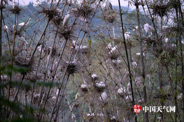 記者：斯圖加特后衛(wèi)安東已完結多特體檢，轉會費2250萬歐&簽約4年
