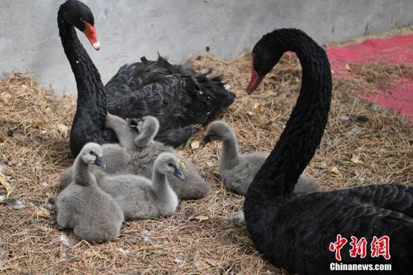 西媒：莫拉塔本來現(xiàn)已決議留隊，現(xiàn)因伊布的約請又呈現(xiàn)不堅定