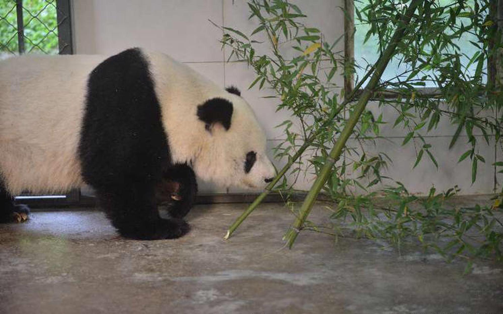 隊報：馬賽有意狼隊前鋒黃喜燦，德澤爾比很賞識他